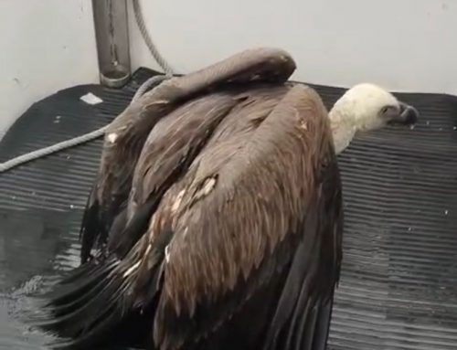 Puerto Sotogrande interviene en el rescate y traslado de un buitre leonado localizado en la bocana del propio puerto